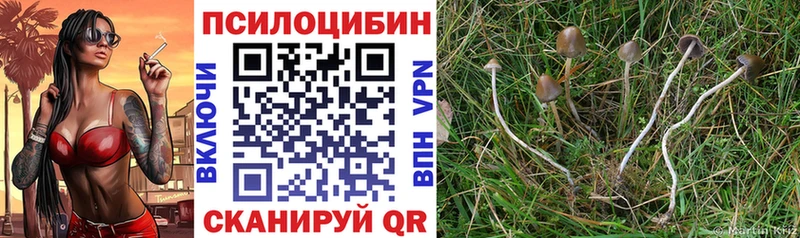 Купить где  Хотьково  Галлюциногенные грибы мицелий 